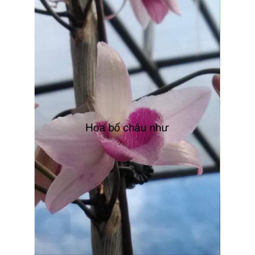 chai mô lan giả hạc châu như 25 cây tặng kèm chậu và giá thể