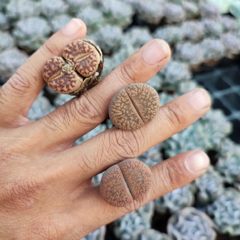 Sen Mông Lithop Size 1,5-2cm Siêu Cute Giống Mới, Hàng Nhổ 1 Cây, Sen Đá Vườn PANDAA GARDEN Cực Xinh, Lỗi 1 Đổi 1
