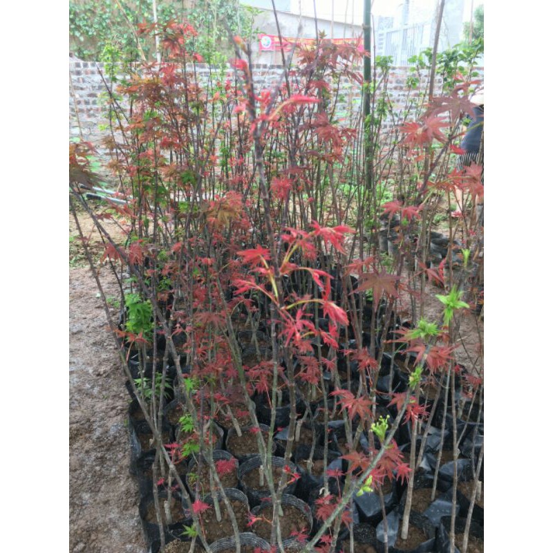 Cây Phong Nhật Bản Combo x2