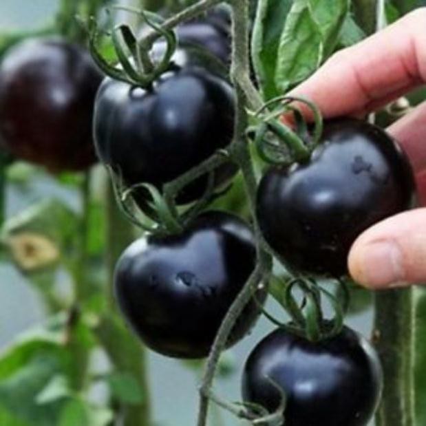 Gói 50 hat giống cà chua bi đen