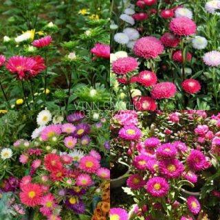 HẠT GIỐNG HOA CÚC ĐÀ LẠT NHIỀU MÀU 20gr/gói
