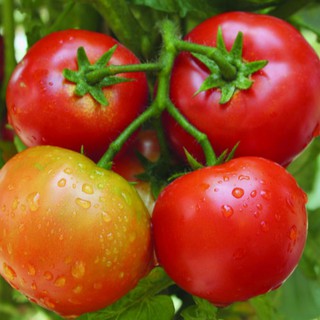 25 HẠT GIỐNG CÀ CHUA QUẢ TO