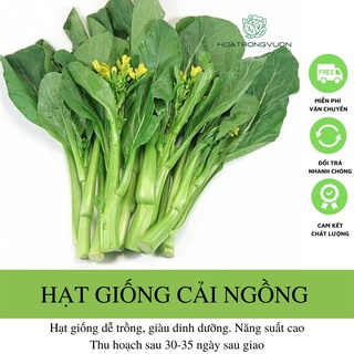 Hạt Giống Cải Ngồng Mập Giòn, Ngọt 20 gram - 4000 hạt