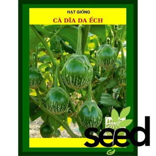 1G - Hạt Giống Cà Dĩa Da Ếch