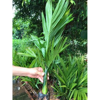 Cây cau lùn tứ quý