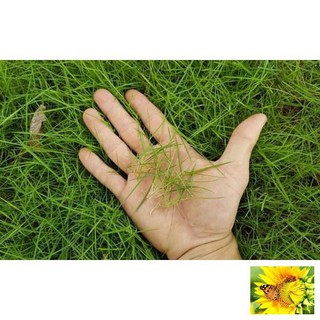 100 - HẠT GIỐNG CỎ NHUNG NHẬT