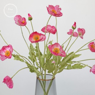 Cành hoa Poppy Trắng