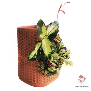 Chậu Gốm Trồng Cây Trong Nhà