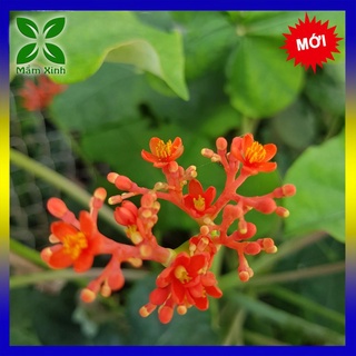 CÂY GIỐNG SEN TÀU, CÂY NGÔ ĐỒNG TRỊ ĐẸN RẤT HAY