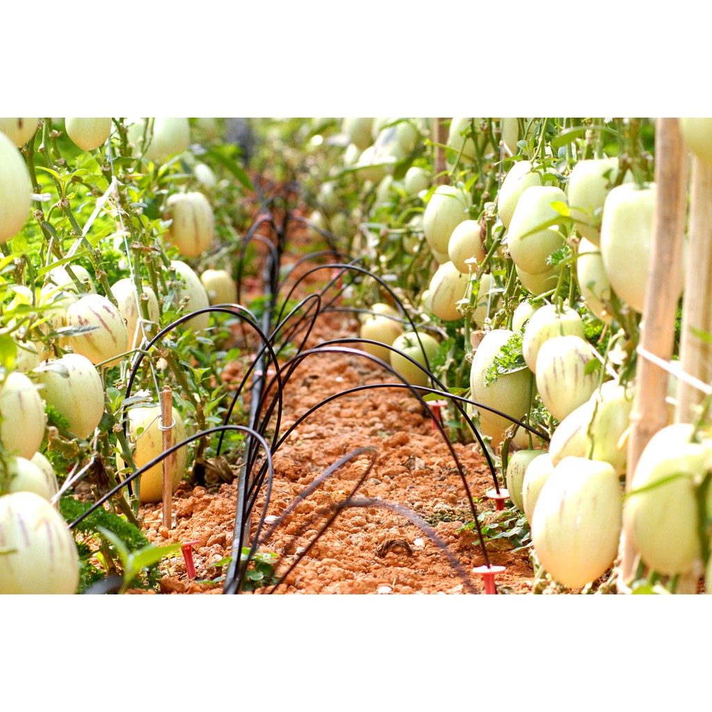 Hạt giống dưa pepito