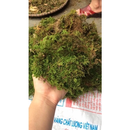 Rêu  xanh khô