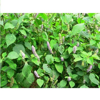 Bán sỉ Hạt giống rau kinh giới cao sản gói 2 gram xuất xứ Việt Nam hàng nhập khẩu, hàng chính hãng.