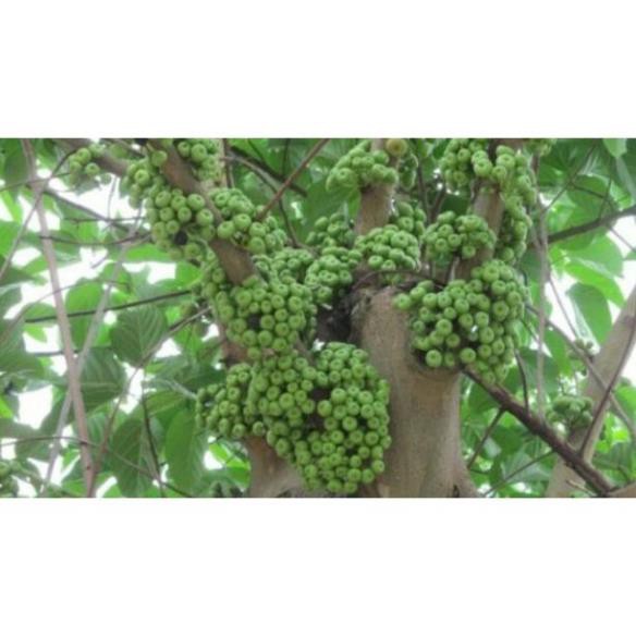 Cây Vả  giống