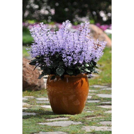 Cây Hoa Mona Lavender JUN GARDEN màu tím