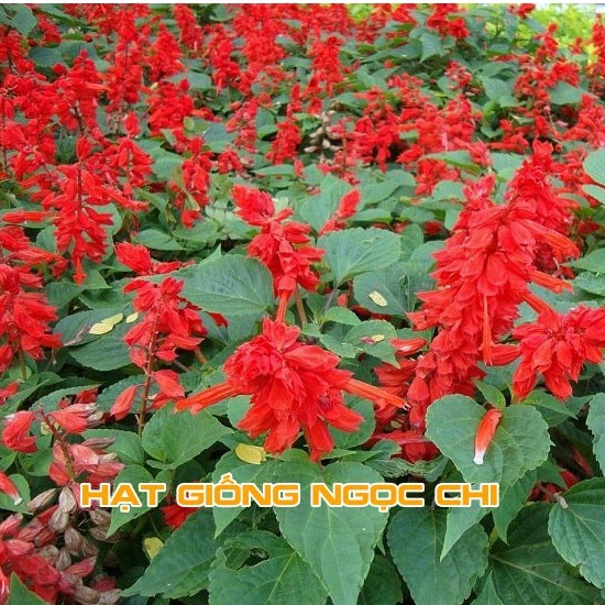 Hạt Giống Hoa Xác Pháo Đỏ - 50 Hạt