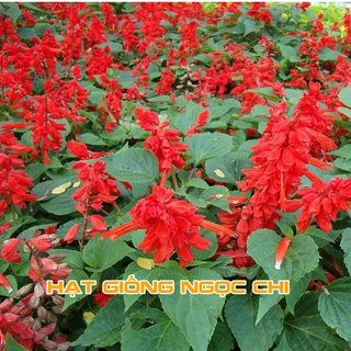 Hạt Giống Hoa Xác Pháo Đỏ - 50 Hạt