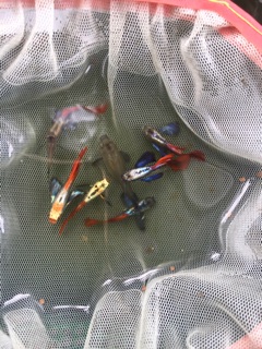 Guppy Dumbo Redtail Ribbon theo cặp đẹp