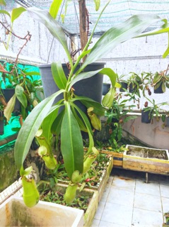 Cây nắp ấm bắt côn trùng (xanh)