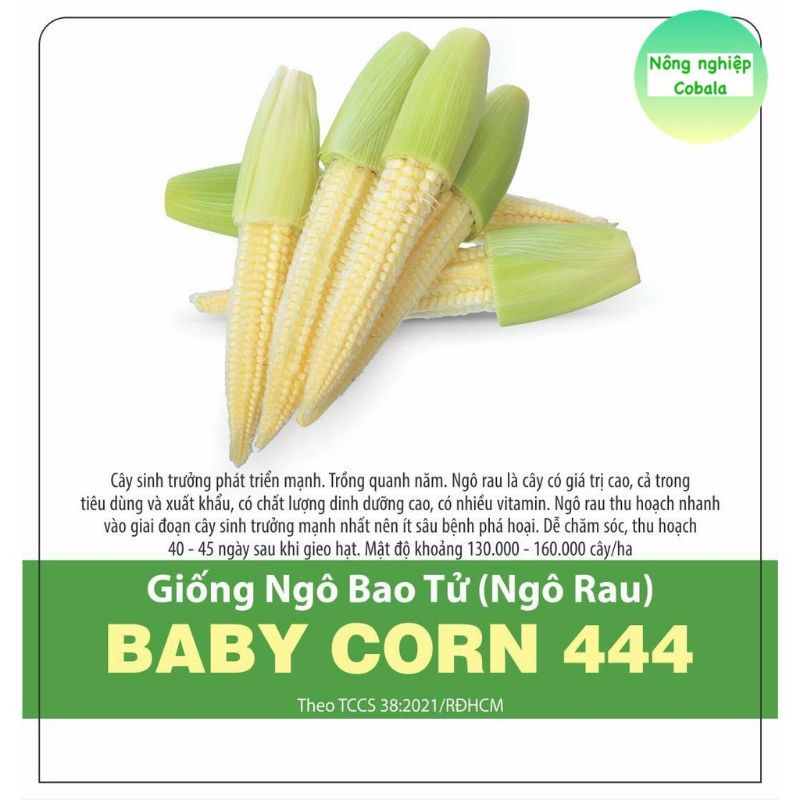 Hạt giống Ngô bao tử  BABY CORN 444, đóng gói 10 gr