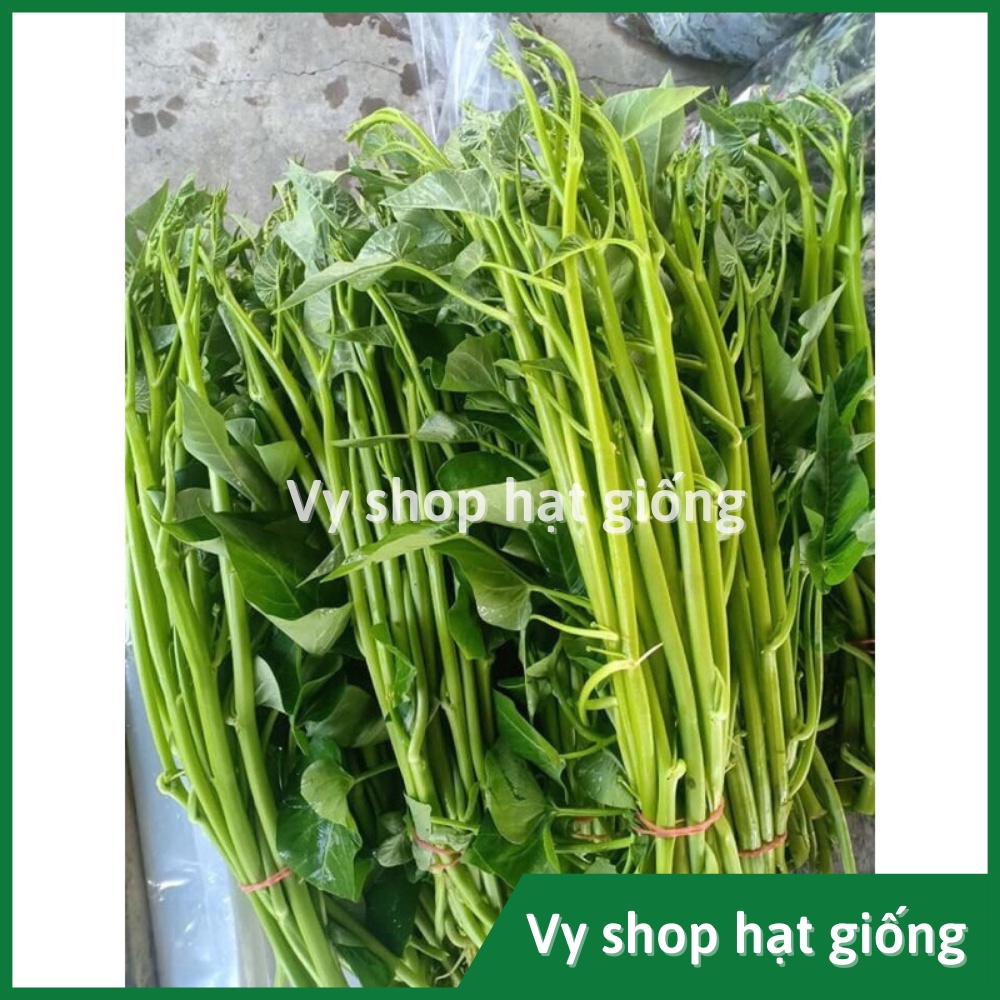 Hạt giống rau muống siêu ngọn Thái Lan gói 150 hạt