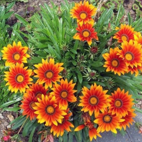 Hạt Giống Hoa Cúc Huân Chương (gói 100 hạt, tặng phân)