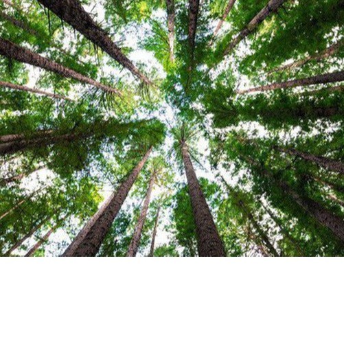 MeoMeo department store