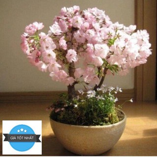 Hạt giống hoa anh đào đẹp mê hồn gói 10 hạt ĐẾN MÙA TRỒNG TẾT