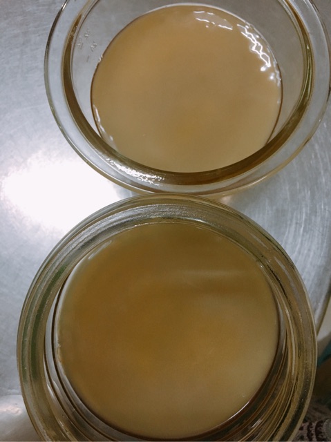 MUA 1 ĐƯỢC 2🎉Scoby v nước mồi làm kombucha+quà tặng