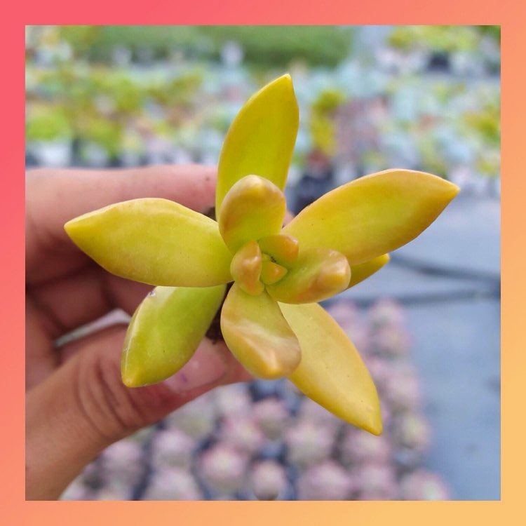 COMBO 5 LÁ MẦM SEN ĐÁ ĐÁ CAM, HÀNG ĐÀ LẠT, SIÊU XINH SIÊU KHỎE, LỖI 1 ĐỔI 1