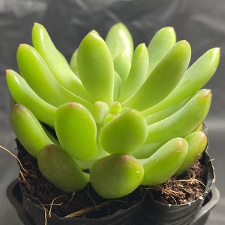 Sen đá thược dược ( size bầu)