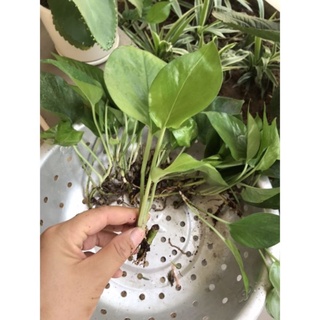 cây trầu bà (vạn niên thanh) trồng đất hoặc thủy sinh