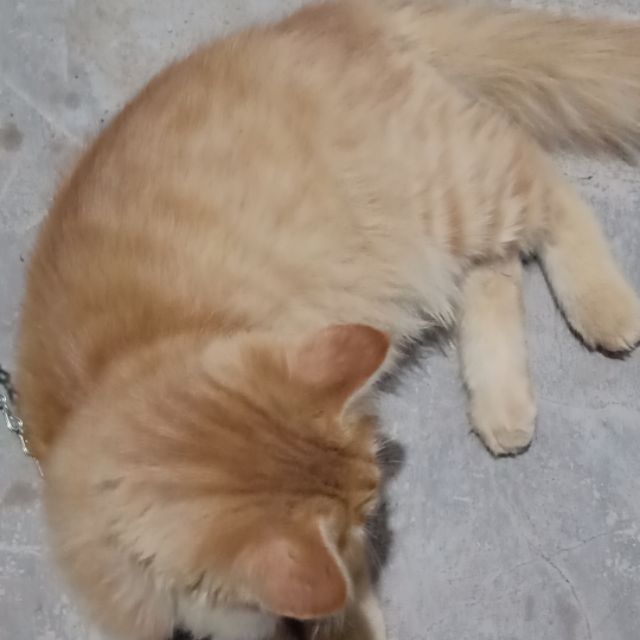 Mèo cảnh lông xù đẹp