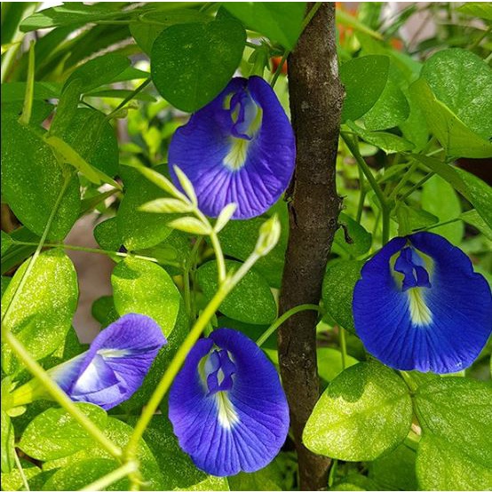 🌱 Hạt Giống Hoa Đậu Biếc DLSeeds hạt nhanh nảy mầm, cây hoa leo giàn dễ trồng JL10