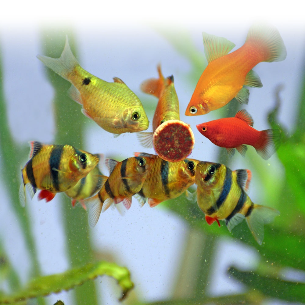 THỨC ĂN VIÊN DÁN HỒ CÁ PRODAC STICK-ON