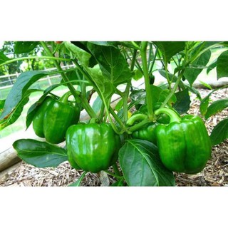 20 hạt giống ớt chuông ngọt xanh