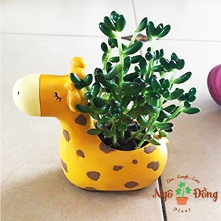 Chậu Mini Trồng Sen Đá Xương Rồng Cây Cảnh Hình Thú Chú Hươu Cao Cổ Để Bàn Trang Trí Văn Phòng