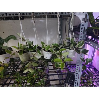 Cẩm cù lá cẩm thạch đủ size