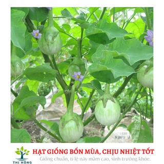 Hạt giống cà pháo xanh 2g (quả to, màu xanh, ăn rất giòn)