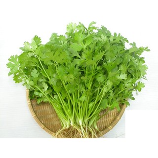 Hạt giống ngò rí Bạc Liêu