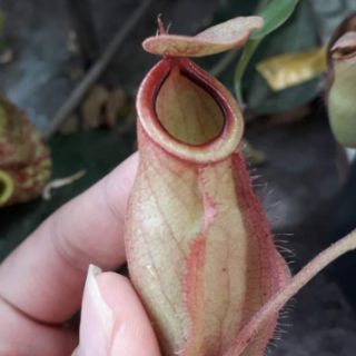 Cây nắp ấm size nhỏ