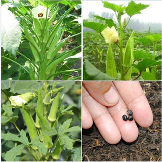 Hạt giống đậu bắp xanh cao sản - gói 10gr (TẶNG gói kích thích hạt nảy mầm)