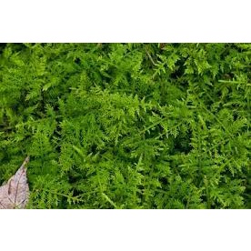 Rêu Trác Bá trang trí hồ thủy sinh bán cạn