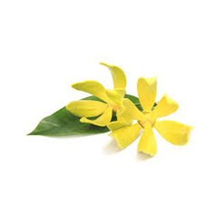 Tinh dầu ngọc lan tây -Ruby 10ml