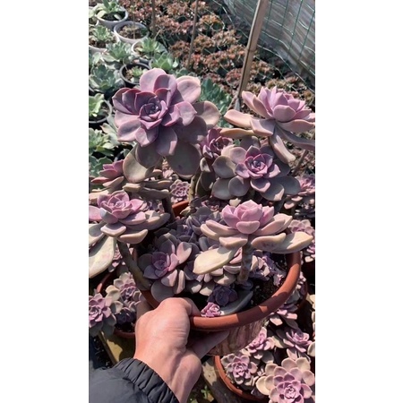 Sen đá hồng mập Đà Lạt, size bầu lỗi hỏng 1 đổi 1