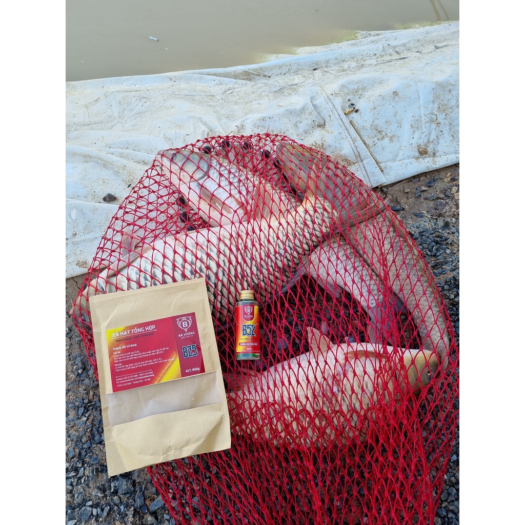 Cám Hạt Bá Vương xả ổ câu đài B25 B26 B29 B52 B55 mùa hè