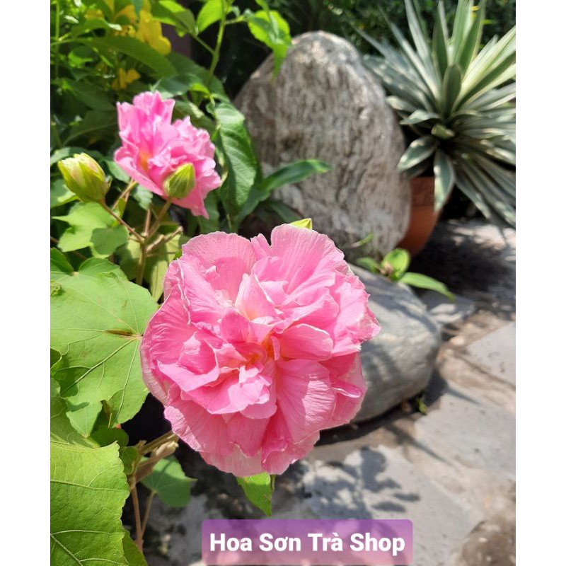 Cây hoa PHÙ DUNG, đang hoa.