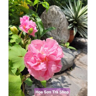 (VHST giao trong ngày) CÂY HOA PHÙ DUNG, đang hoa.