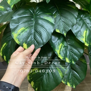 Cây trầu bà cao cấp 110cm