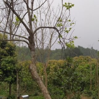 Mật ong hoa cây rừng (mật chuẩn - ong ta)