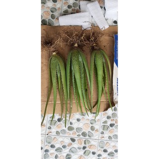 4 cây nha đam mỹ loại to 40cm